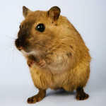 TEAM RATS
