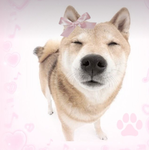ALL THINGS SHIBA INU