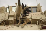 Puppy army god