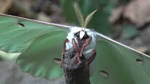 Luna Moth :)