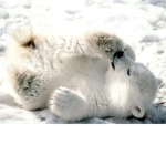 PolarBUGZ