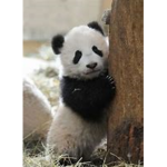 PandaNAtional