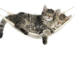 cats squad xoxo