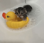Patos locos >:D