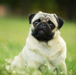 Pugs fan group 2