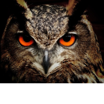 The Night Owls of life