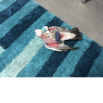 My bird eating my bro’s sock. >;D