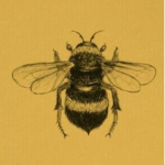 Hzneybee Apparel