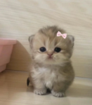 kittypaws:3