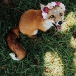 Keep calm and stay foxy