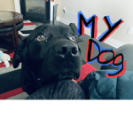 Dogs memes dogs are too funny