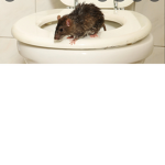 Da sewer rats