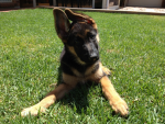 We Love Dogs Forever :)