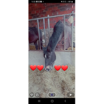 Les petits groupe des chevaux