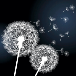 Dandelion V2