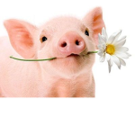 piggy land©
