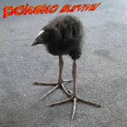pukeko survival 10 to the power of 9 quadrillion icon