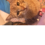 Ginger’s gr0up