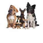 Animals For Life!!!!!!!!!!!!!!!!!