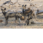 save wild animals