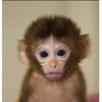 Monkey United (Official)