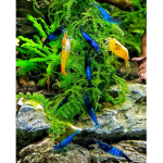 SHRIMP :D