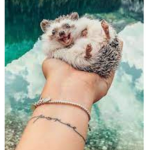 We are Hedgehog guys