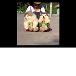 ELSA DA CAT FAN GROUP AND CUTE CATS AND ME