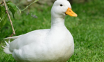 Mr Ducky’s empire
