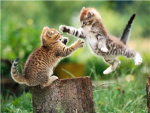 Cute Kitehs