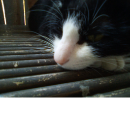 camp R.I.P PLUM