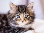 Kitten box