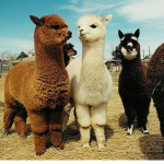 Llama suqad!