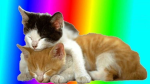{~*DARLINGS*~}
