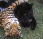 ' clawz