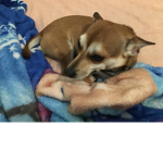 What pets do you guys have?