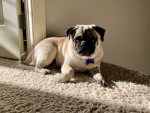 Pugs and more!