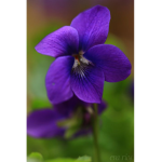 violxt fan group