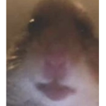 hamster teammmmmmmmmmm