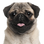 Pug Shop