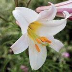 Lilly's FlowerLillies