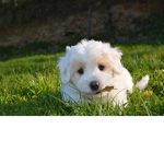 #puppy_squad the best