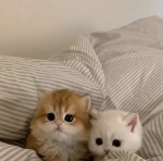 Katzen Team mit amy