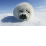Seals of the world