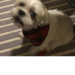 My doggy bandits