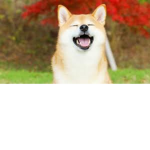 SHIBA INU!