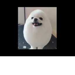 doggo island