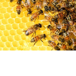 Keep The Bees Alive!