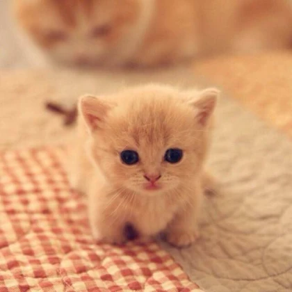 Cute Cats