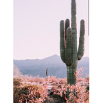 Cactus_Sqaud